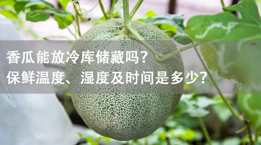香瓜能放冷庫(kù)儲(chǔ)藏嗎？保鮮溫度、濕度及時(shí)間是多少？